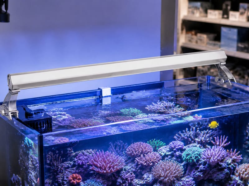 T5 HO aquarium lights wholesale: guía para compradores — practical setup example