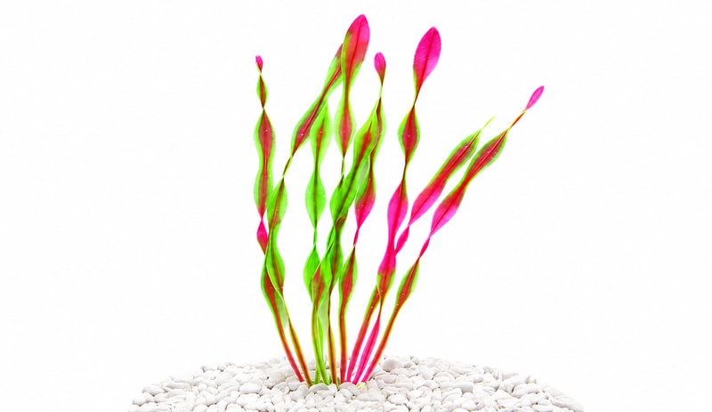 Imagen de detalle 5 de las plantas artificiales para acuarios y peceras WK105, modelo WK105, para compradores mayoristas y OEM de decoración de Aquascaping
