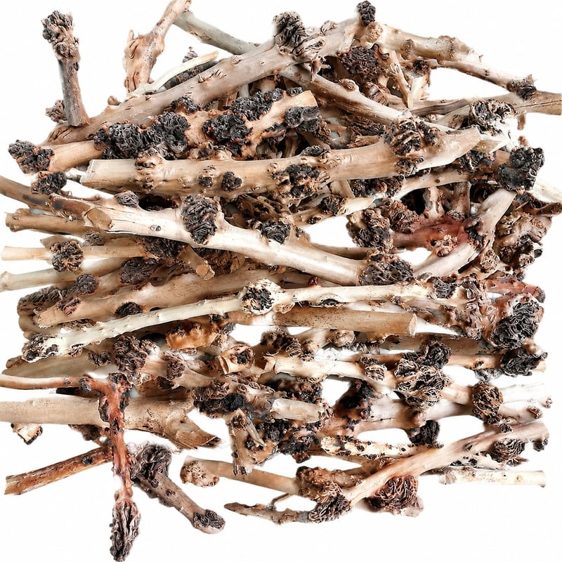 Imagen de rendimiento de WK110 Natural Root Wood Decor, modelo WK110, para distribuidores y equipos de compras de decoración de acuarios de Aquascaping